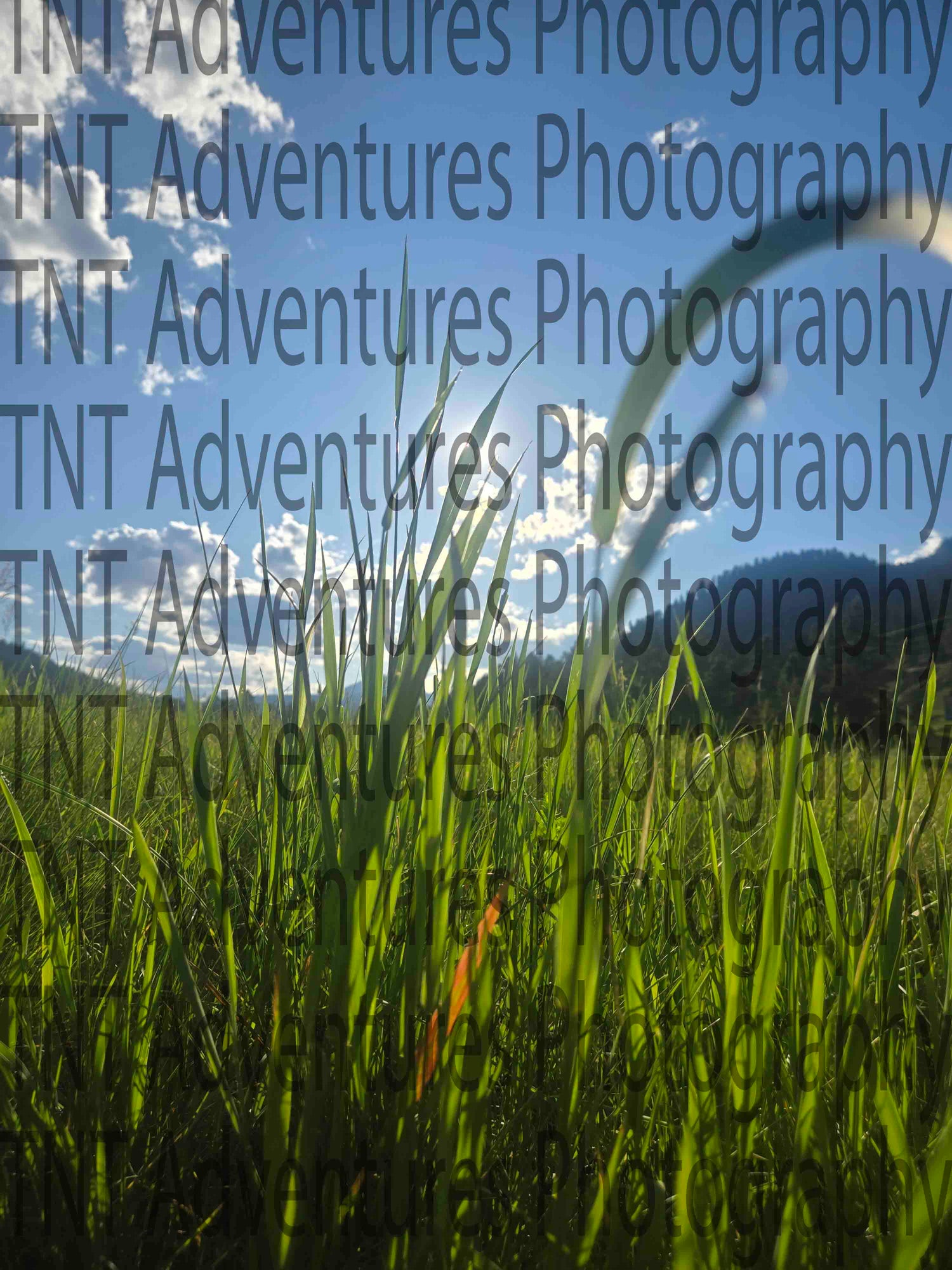 Nature Photography