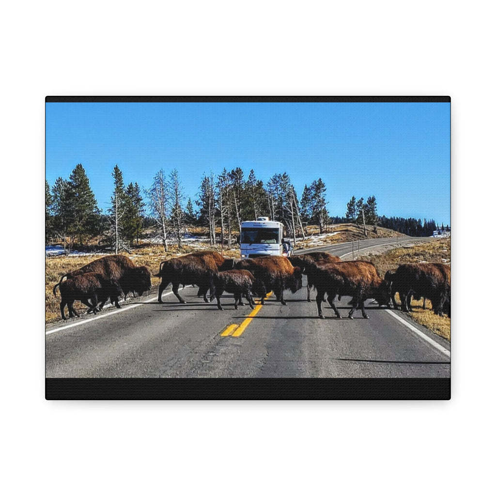 Bison Crossing in Yellowstone