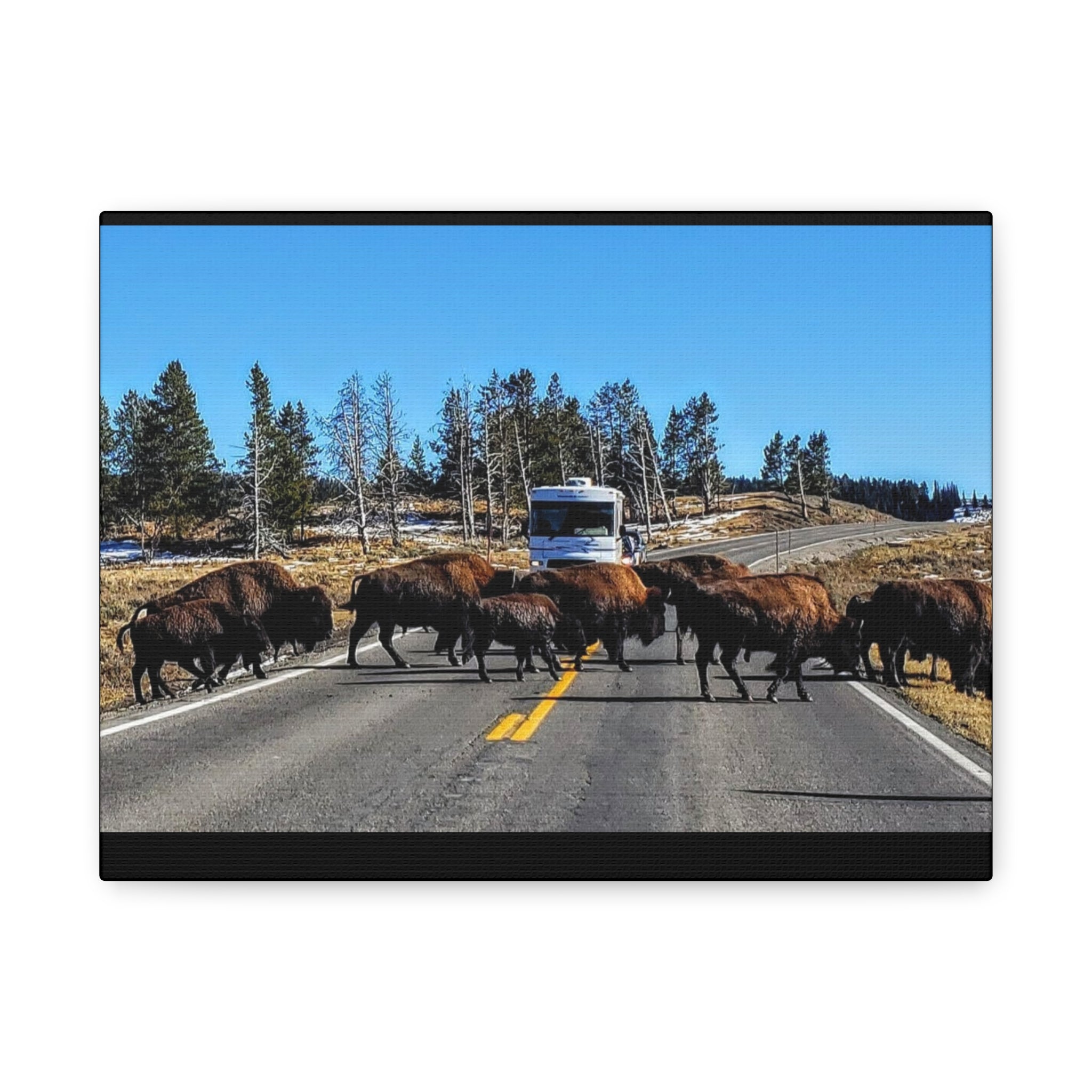 Bison Crossing in Yellowstone