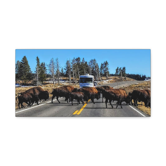 Bison Crossing in Yellowstone National Park -  Wall Art, Rustic Nature Decor, Wildlife Photography Canvas, Animal Lover Gift, Home Interior Wall Decoration