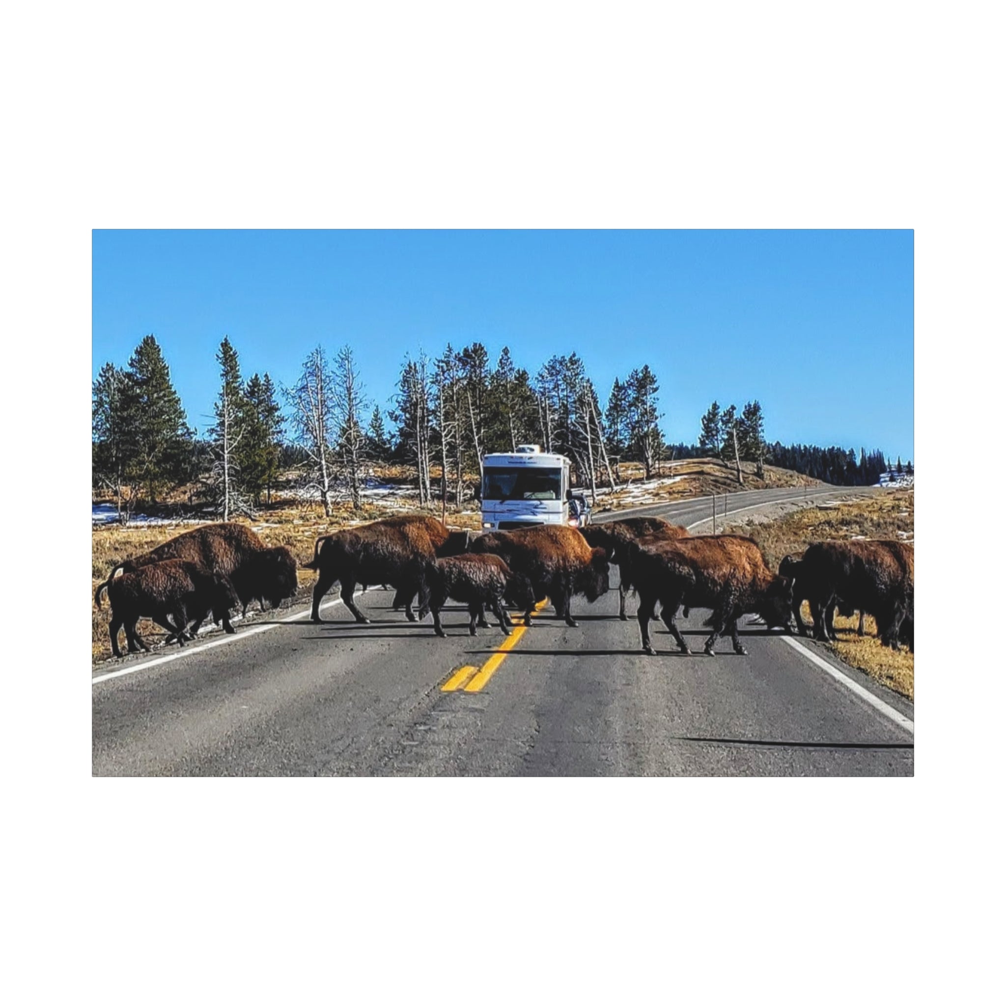 Bison Crossing in Yellowstone National Park - Canvas Print