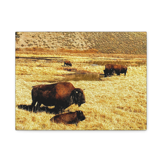 Bison in Yellowstone National Park - Wildlife Canvas Art Print, Rustic Home Decor, Nature Wall Art, Bison Artwork, Gifts for Animal Lovers