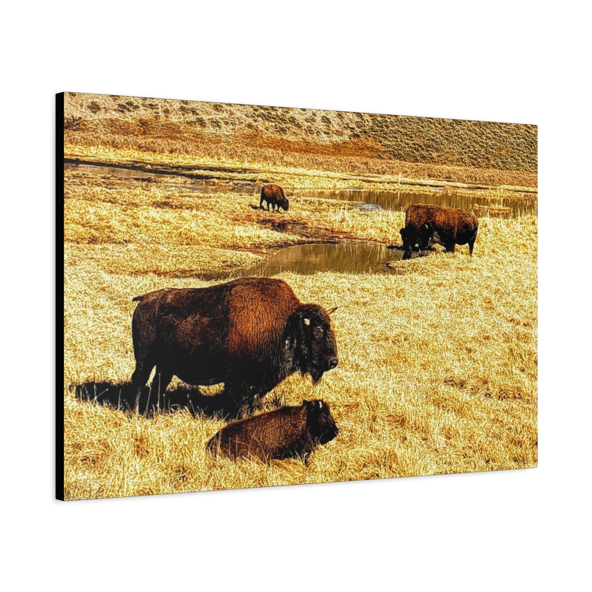 Bison Herd