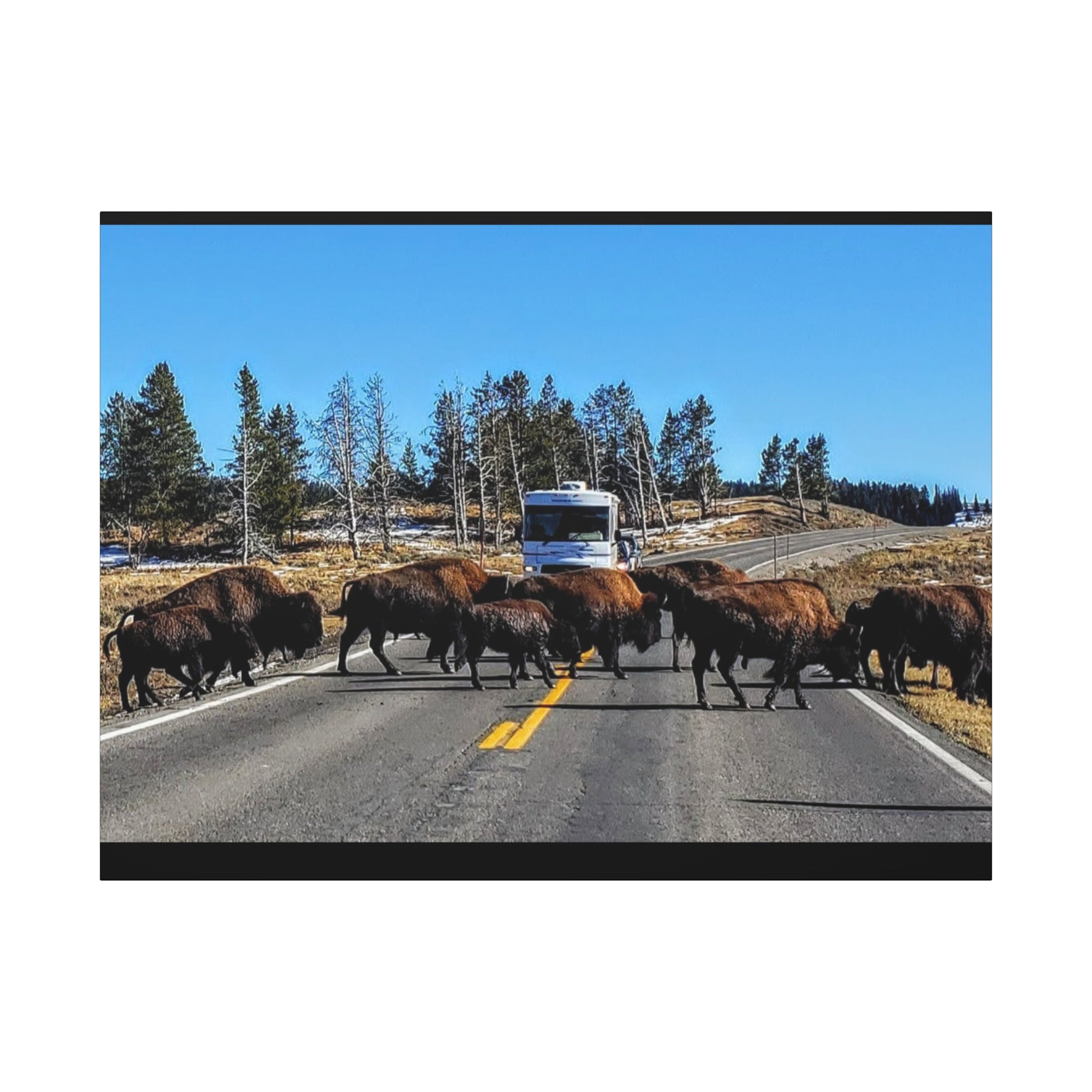 Bison Crossing in Yellowstone National Park - Canvas Print