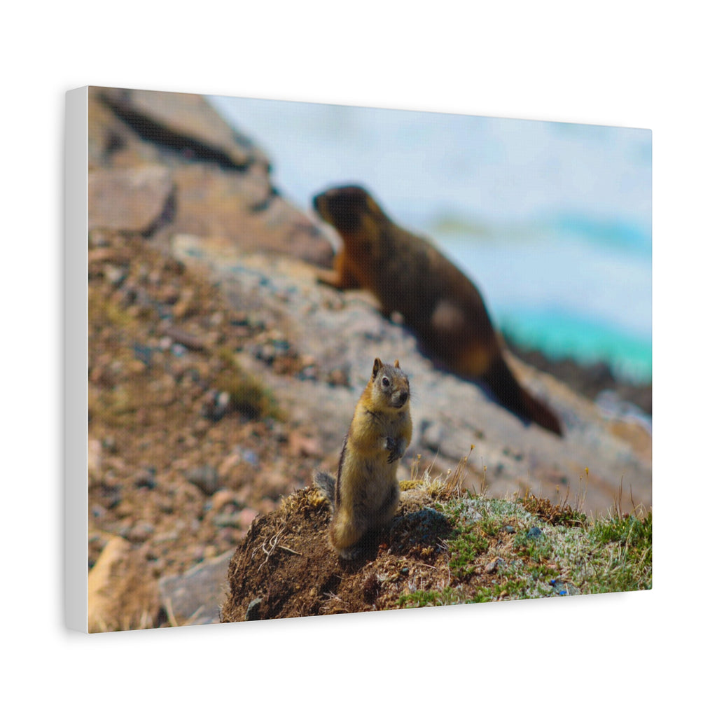 Alpine Explorer: Chipmunk at the Summit