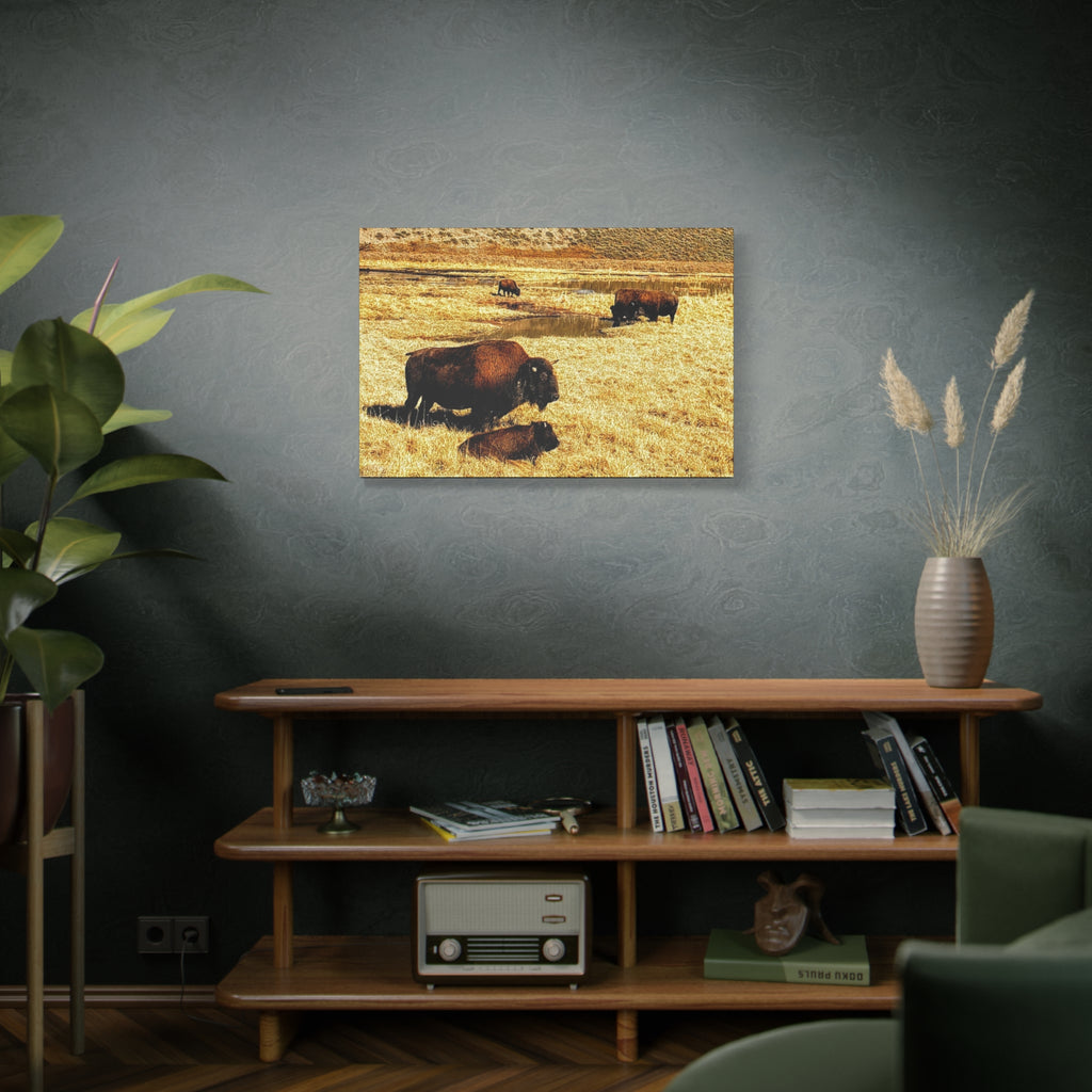 Bison Herd