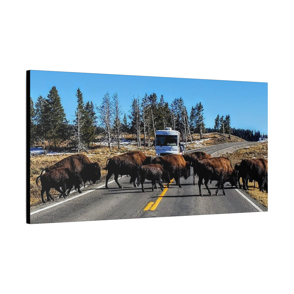 Bison Crossing in Yellowstone