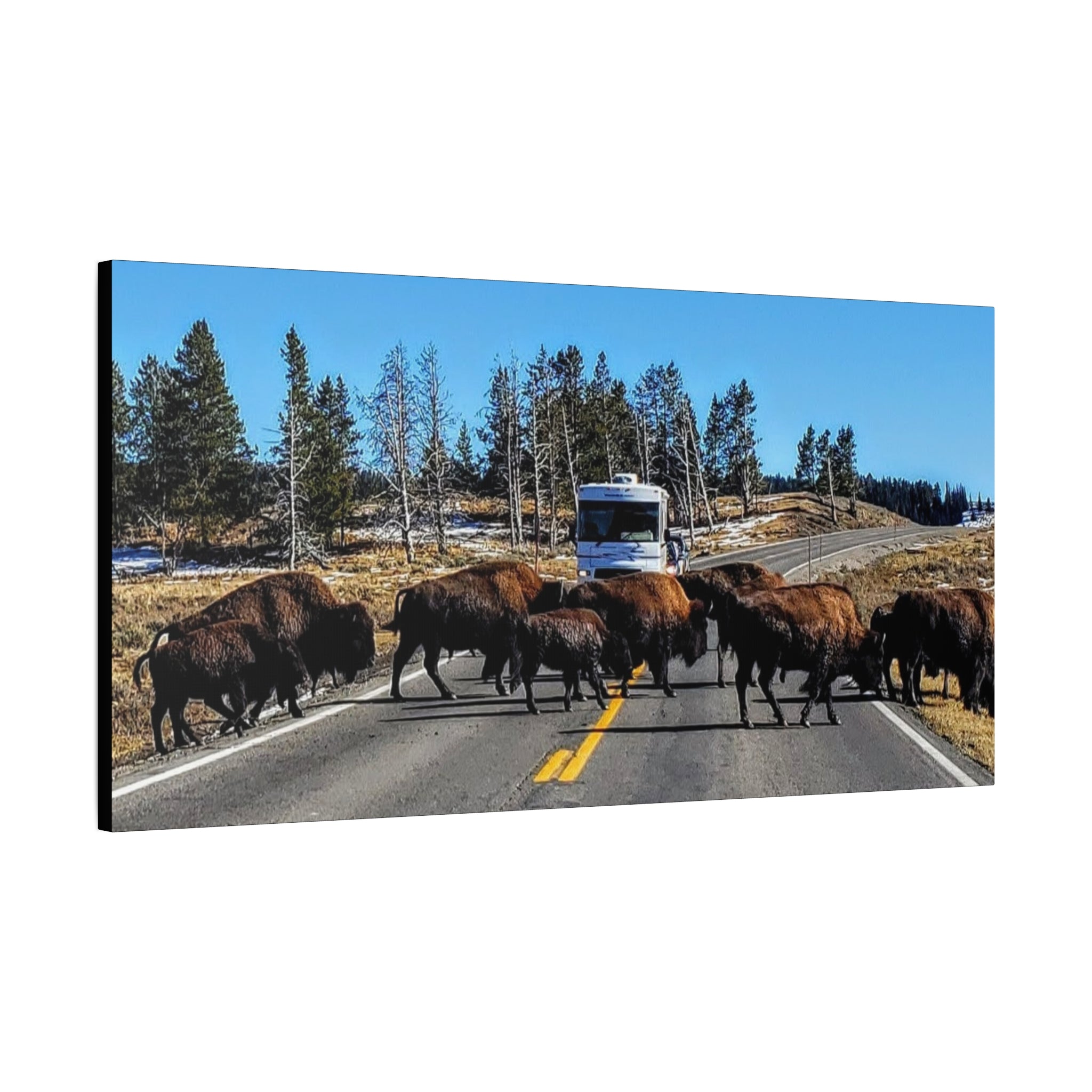 Bison Crossing in Yellowstone