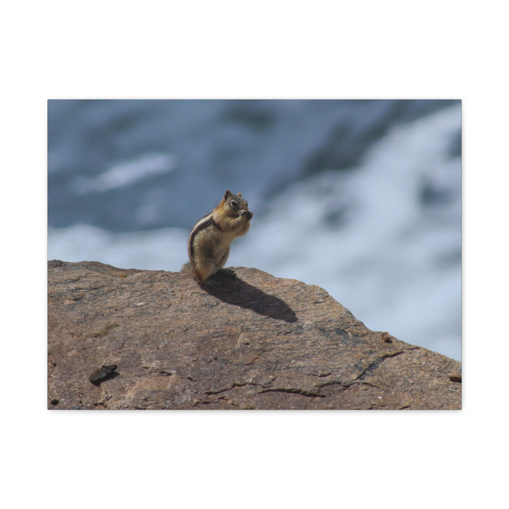 Alpine Sentinel: Chipmunk on the Peak