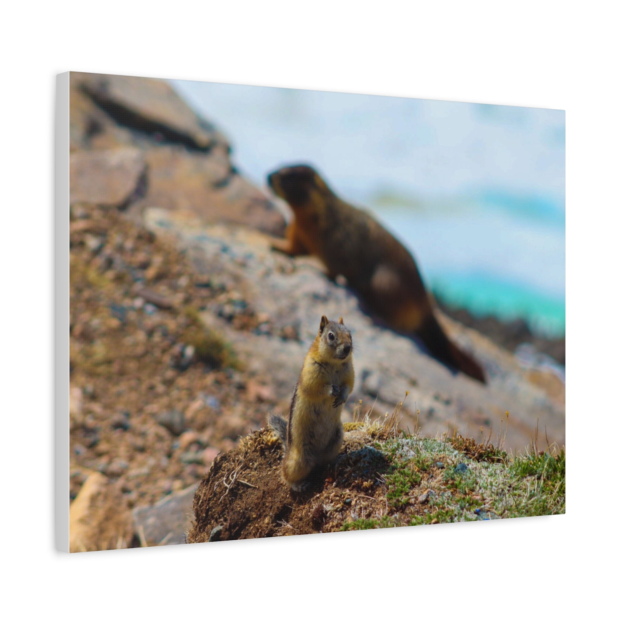Alpine Explorer: Chipmunk at the Summit