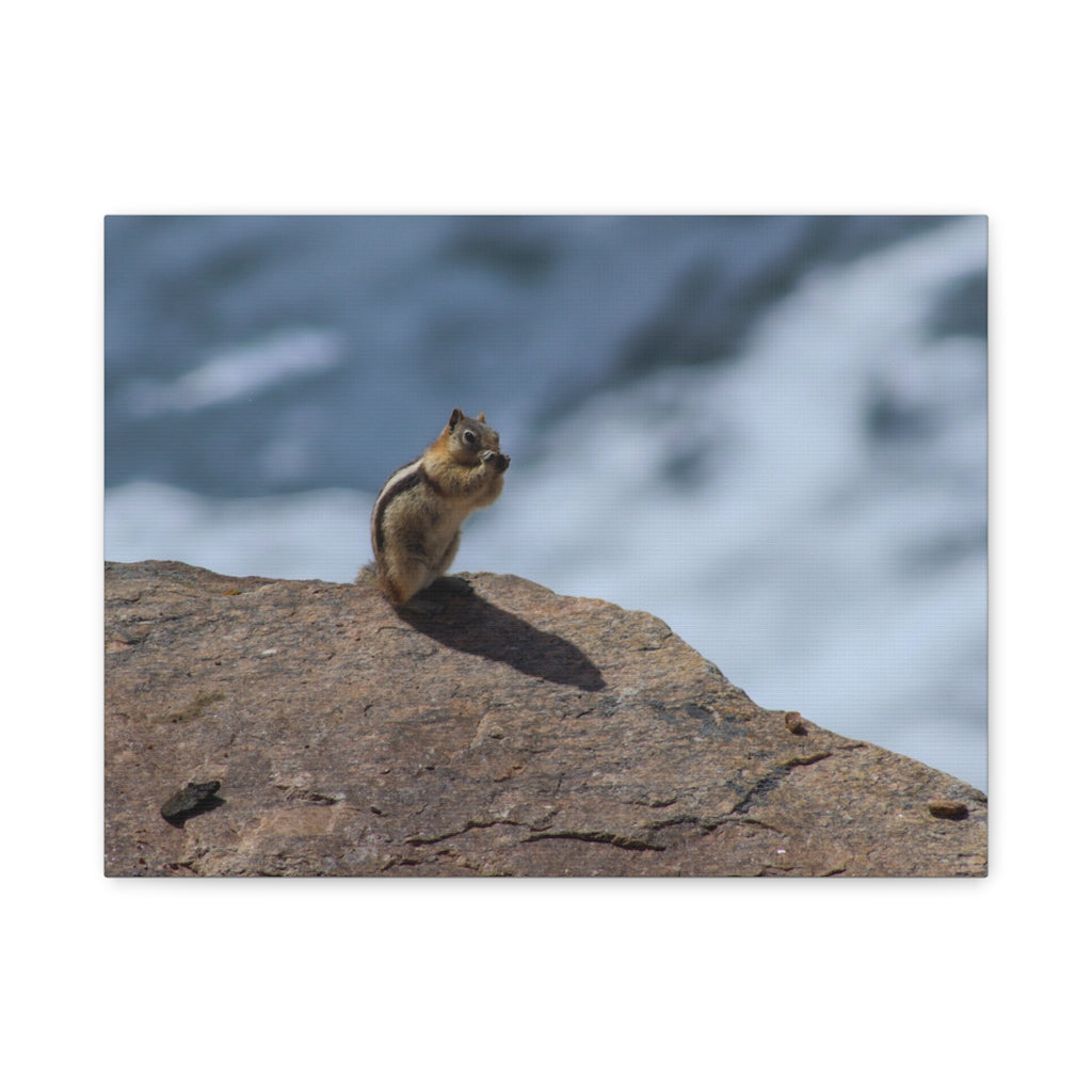Alpine Sentinel: Chipmunk on the Peak