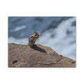 Alpine Sentinel: Chipmunk on the Peak