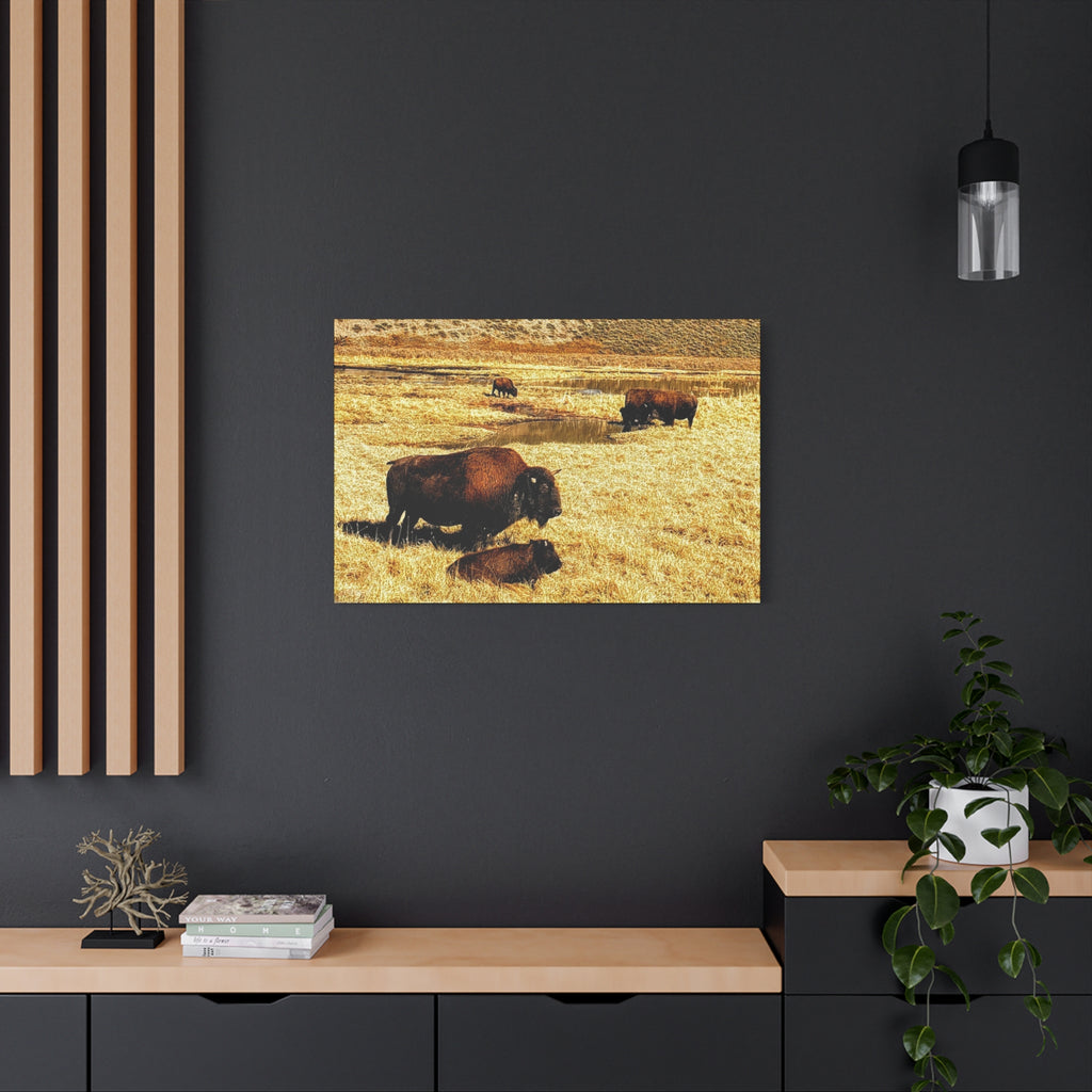 Bison Herd