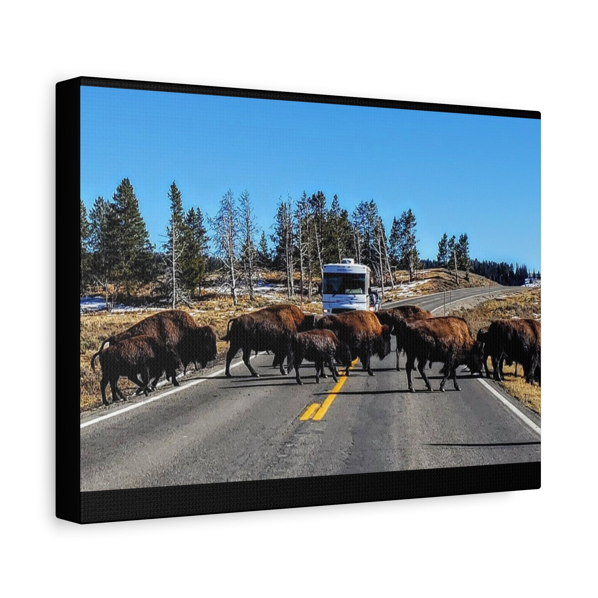 Bison Crossing in Yellowstone
