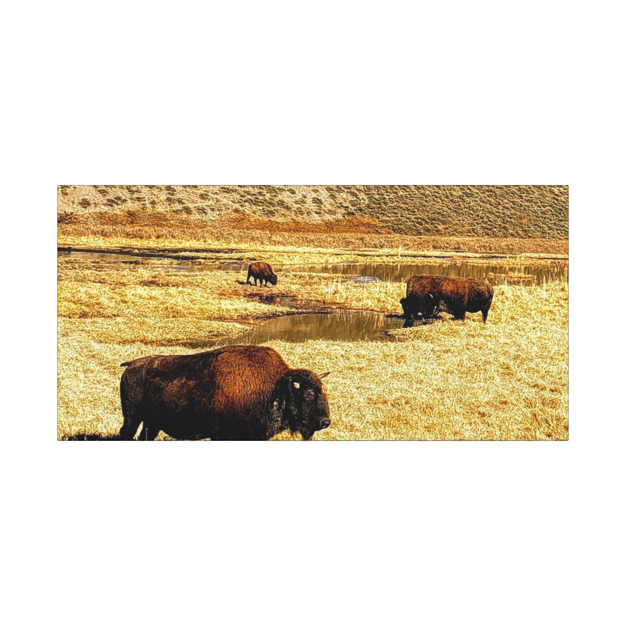 Bison in Yellowstone National Park - Wildlife Canvas Art Print, Rustic Home Decor, Nature Wall Art, Bison Artwork, Gifts for Animal Lovers