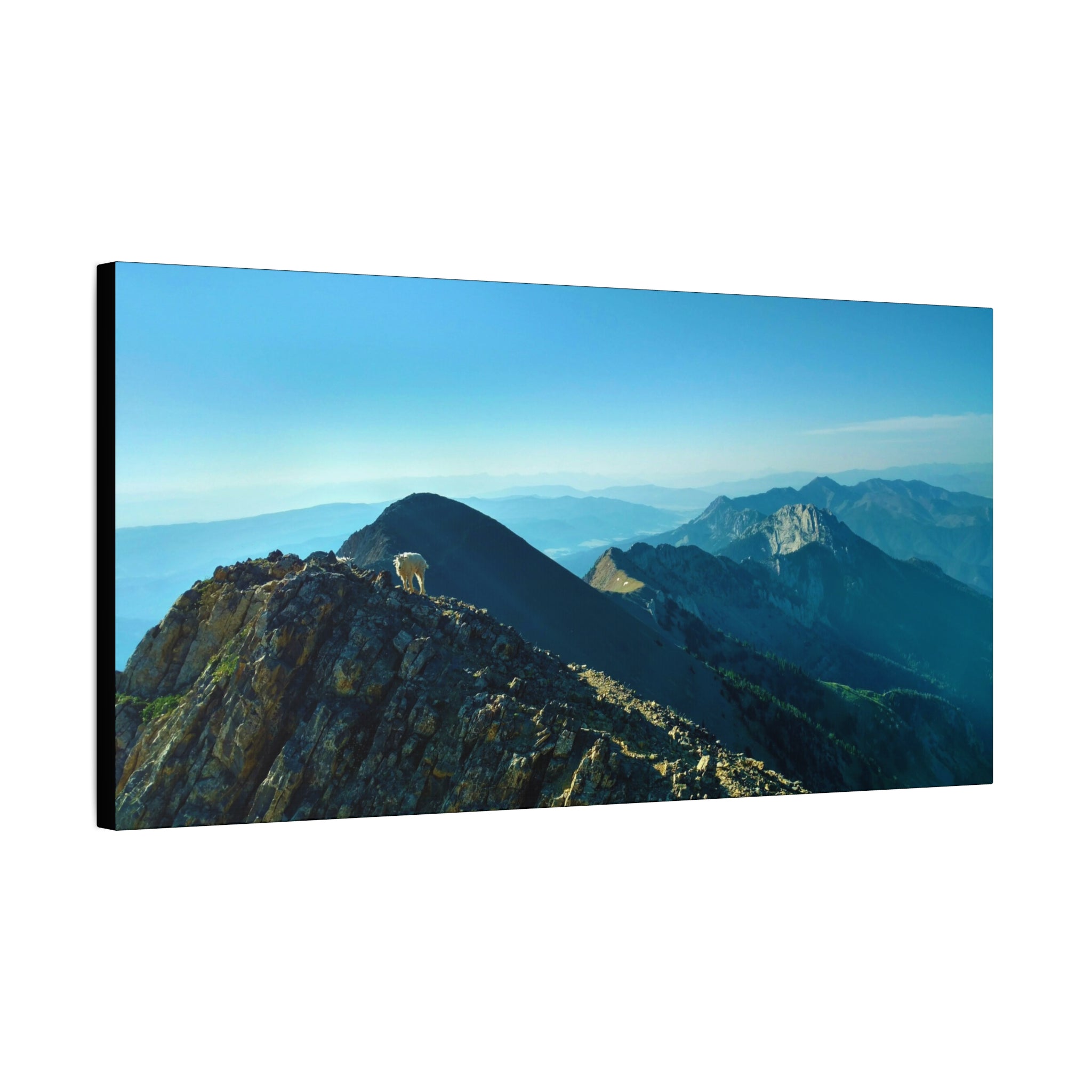 Mountain Goat on Bridger Mountain Range, Bozeman, MT - Sacajawea Peak - Canvas Print