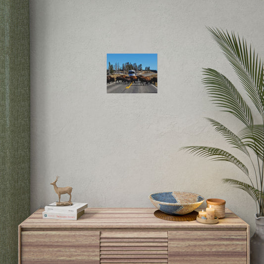Buffalo Herd Crossing Highway Rolled Posters, Nature Wall Art, Home Decor, Gift for Nature Lovers, Office Decor