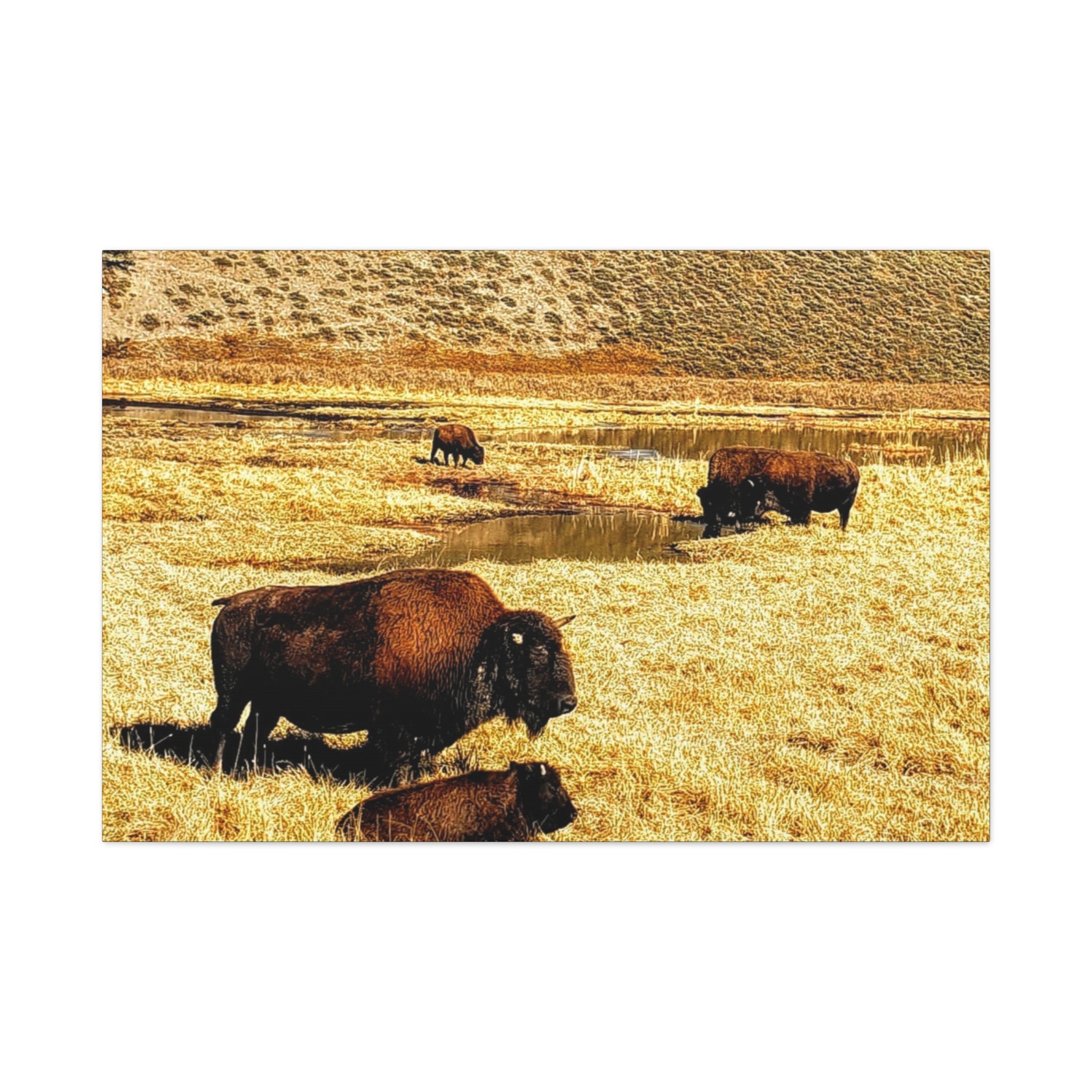 Bison in Yellowstone National Park - Wildlife Canvas Art Print, Rustic Home Decor, Nature Wall Art, Bison Artwork, Gifts for Animal Lovers