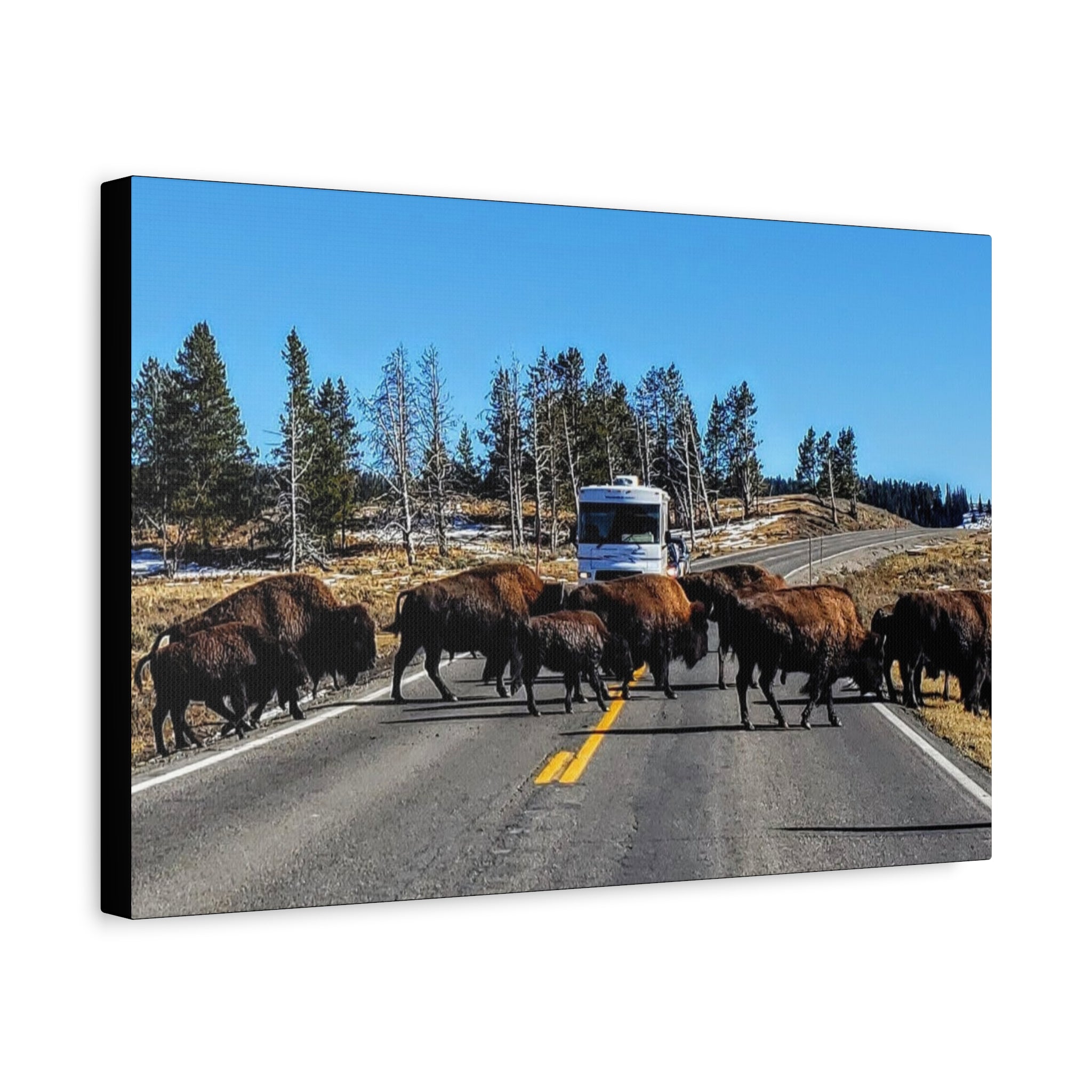 Bison Crossing in Yellowstone National Park - Canvas Print