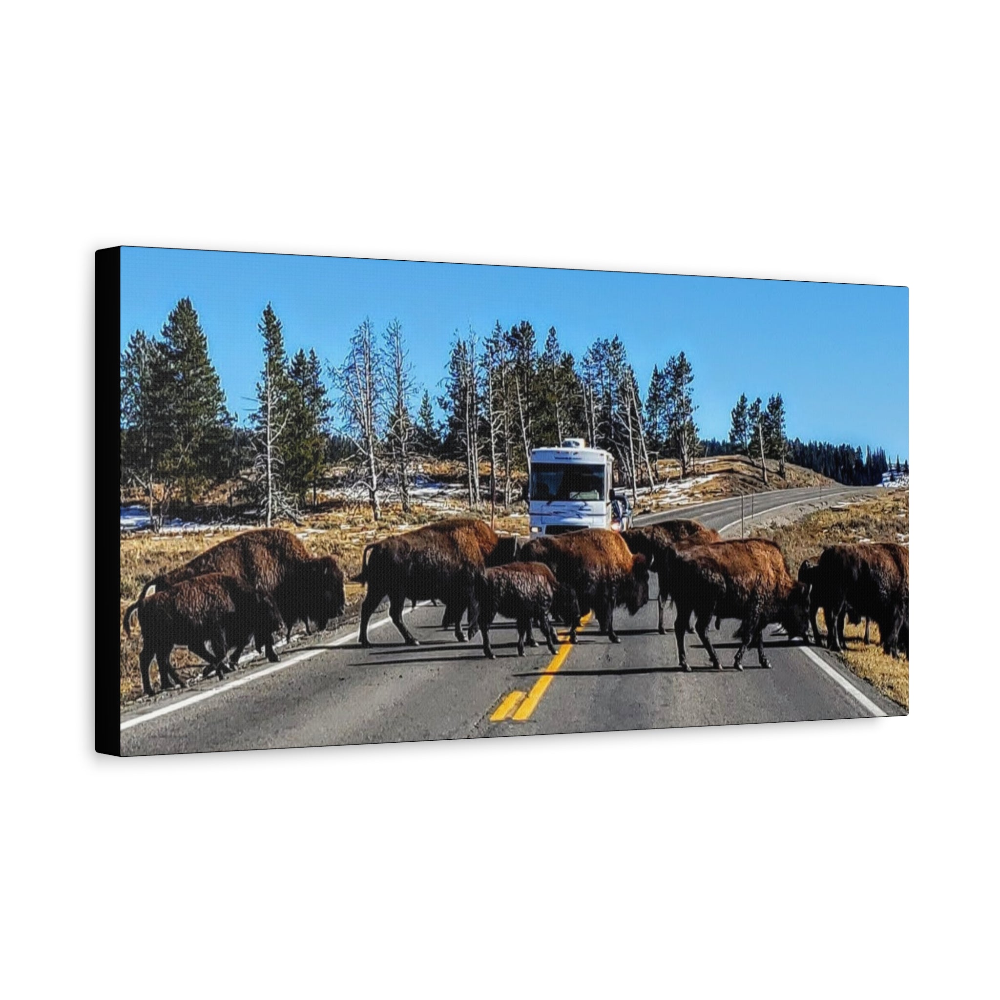 Bison Crossing in Yellowstone National Park - Canvas Print