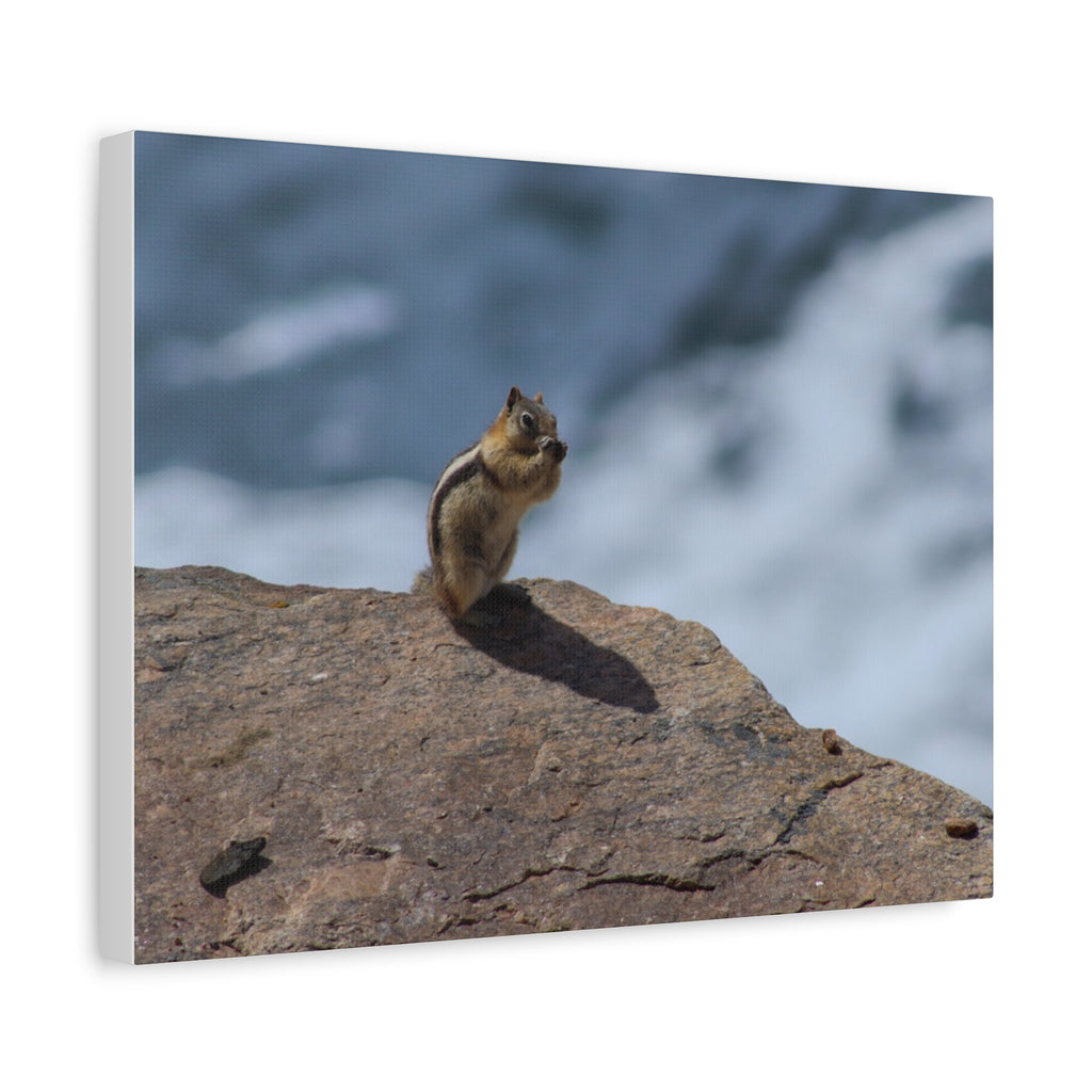 Alpine Sentinel: Chipmunk on the Peak