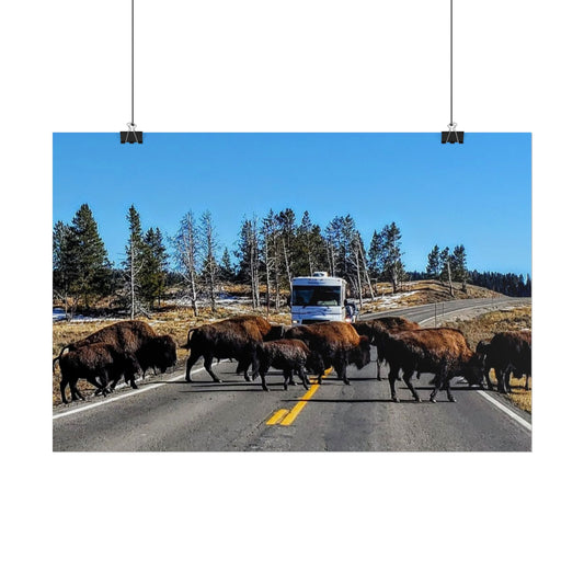 Buffalo Herd Crossing Highway Rolled Posters, Nature Wall Art, Home Decor, Gift for Nature Lovers, Office Decor