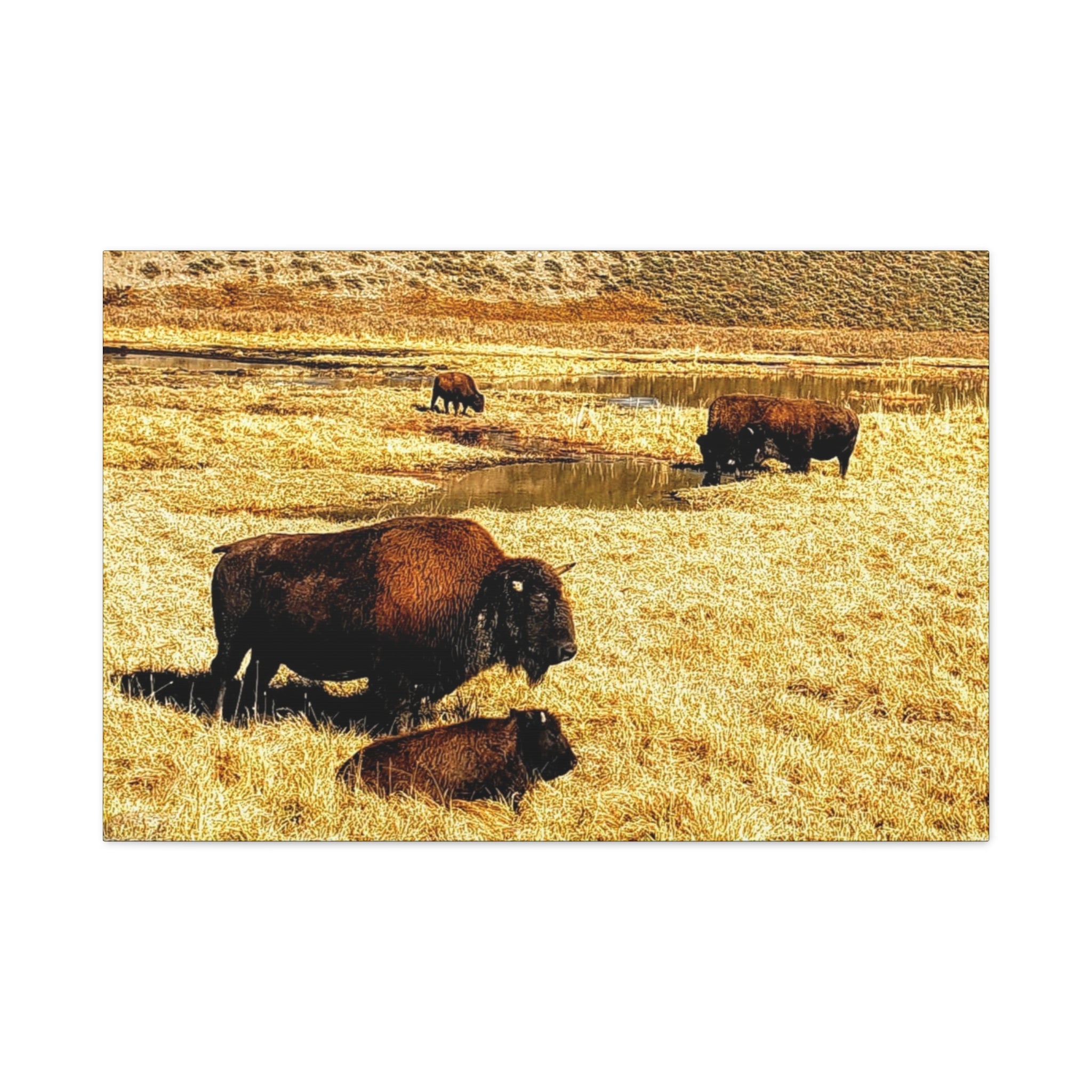 Bison Herd