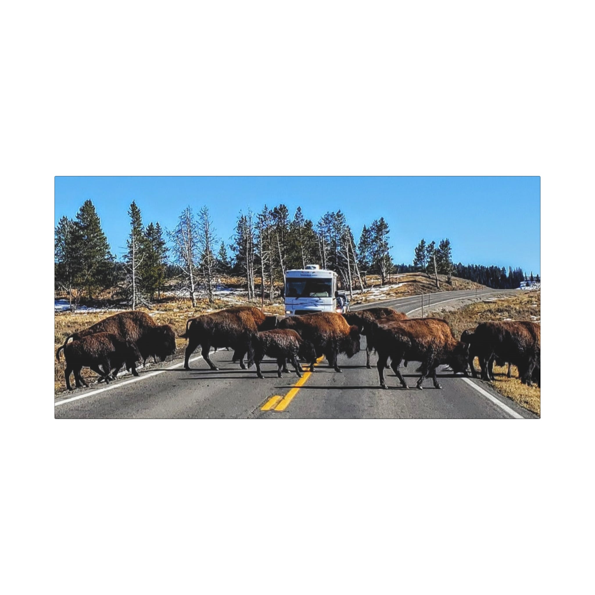 Bison Crossing in Yellowstone National Park - Canvas Print
