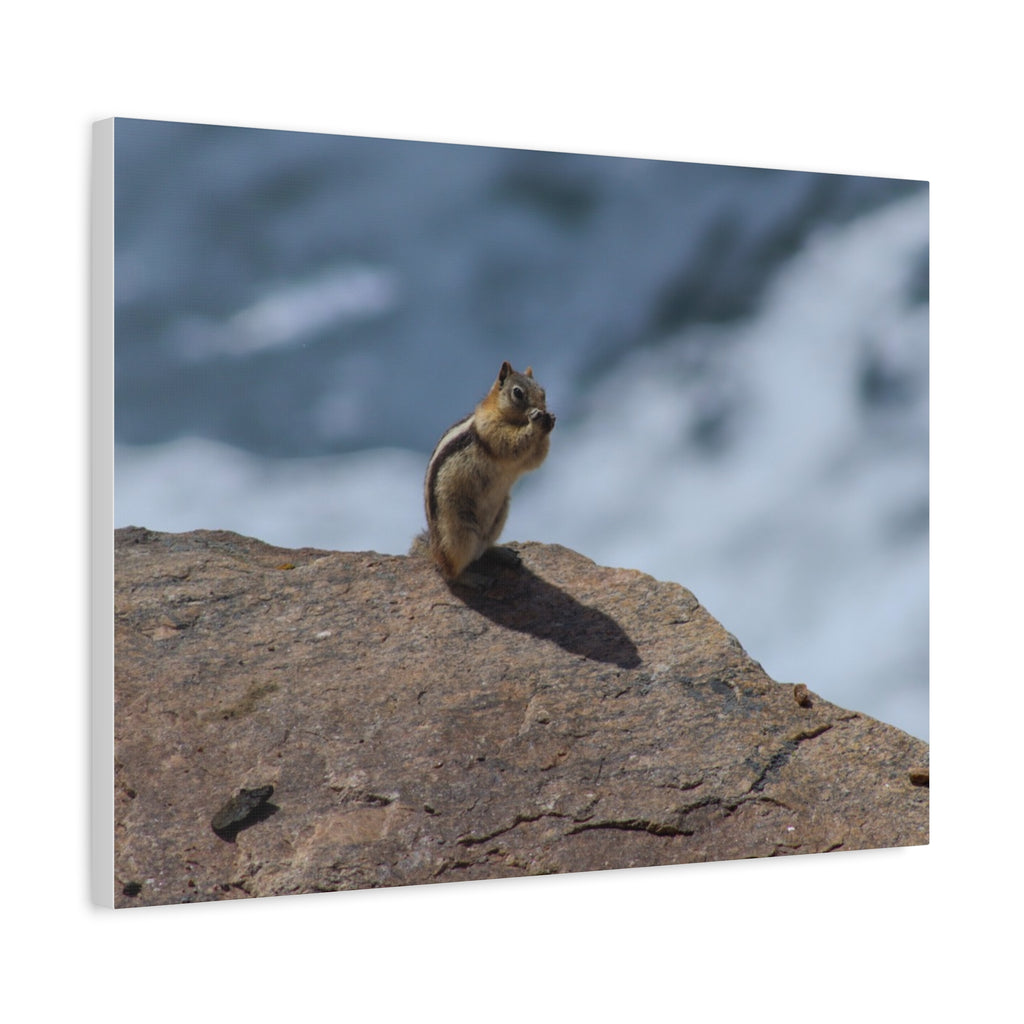 Alpine Sentinel: Chipmunk on the Peak