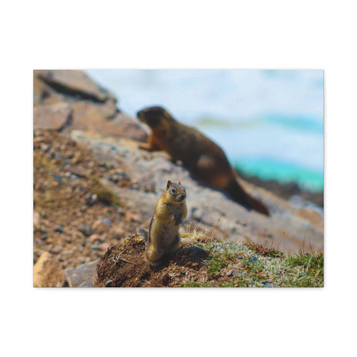 Alpine Explorer: Chipmunk at the Summit