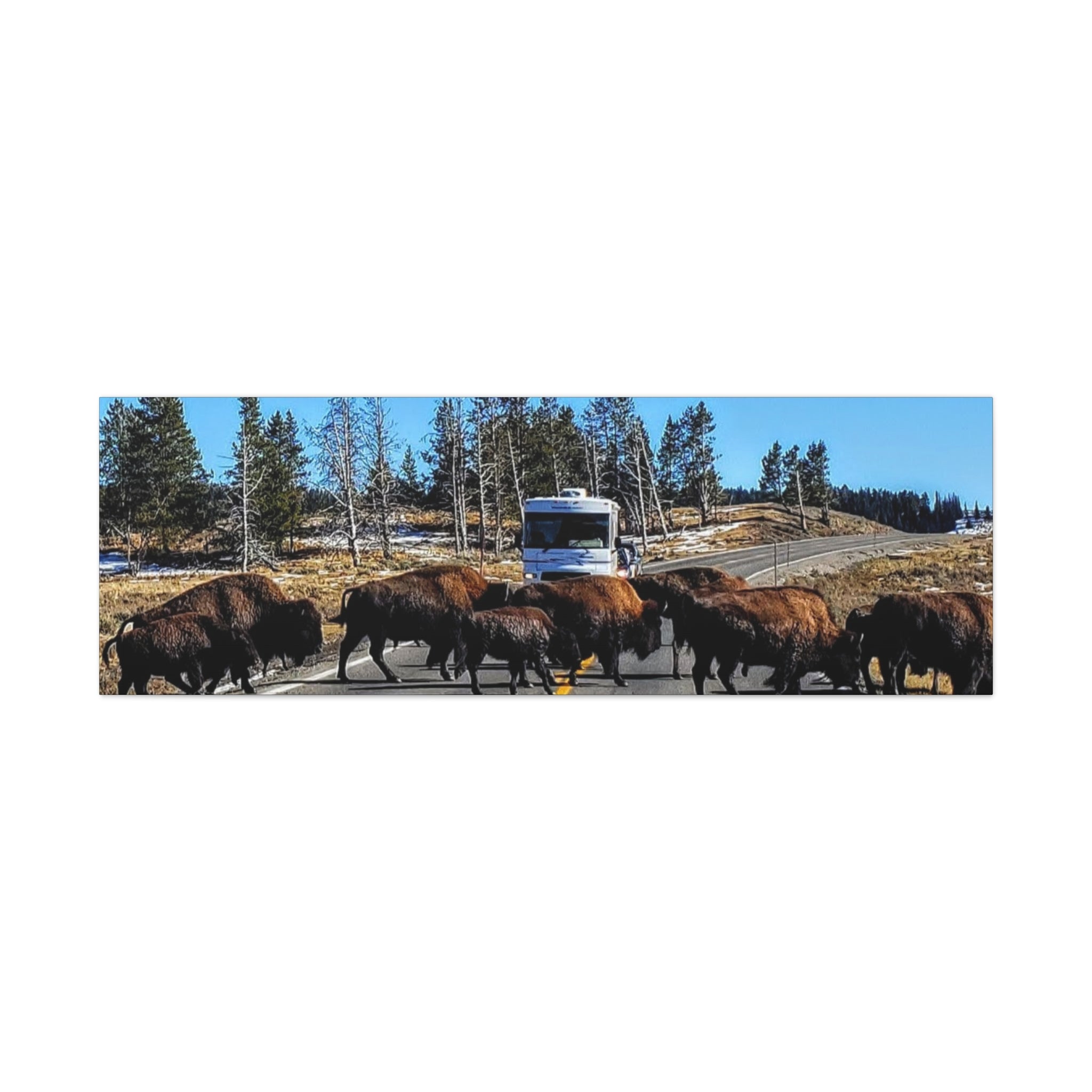 Bison Crossing in Yellowstone National Park - Canvas Print