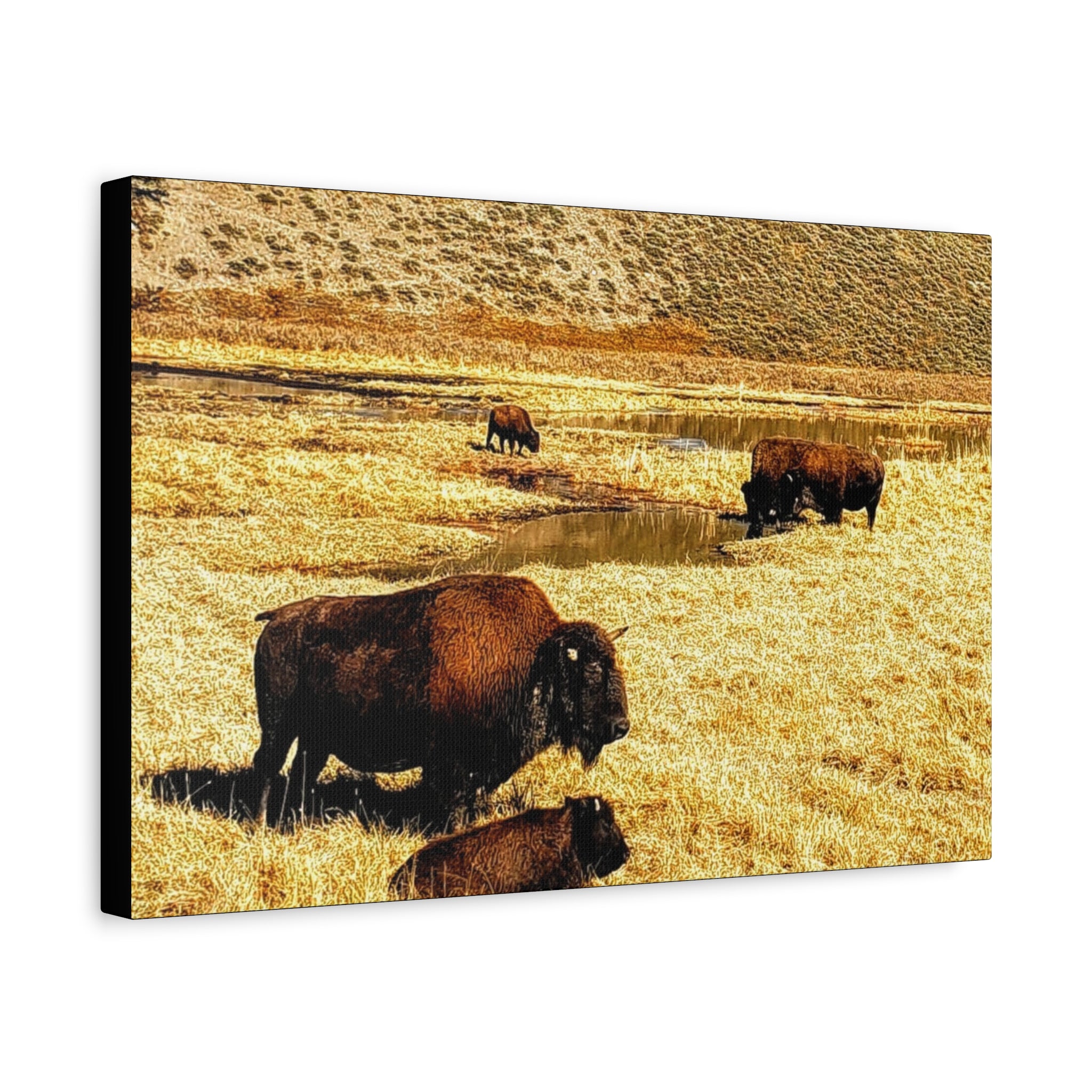 Bison in Yellowstone National Park - Wildlife Canvas Art Print, Rustic Home Decor, Nature Wall Art, Bison Artwork, Gifts for Animal Lovers