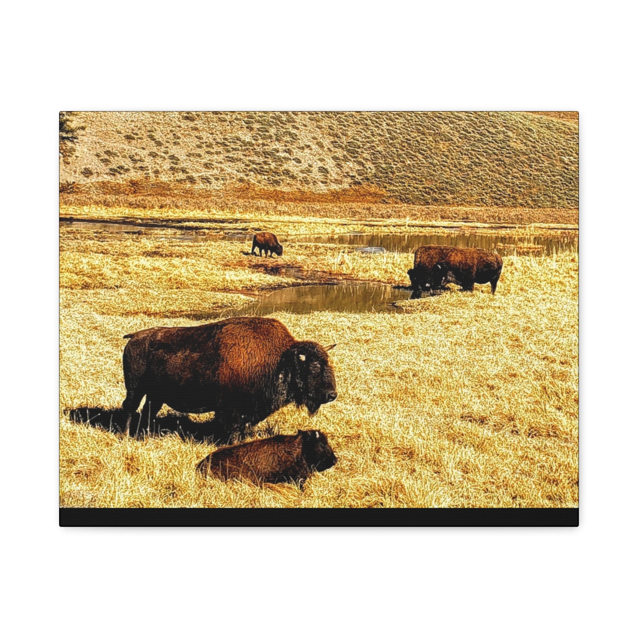 Bison in Yellowstone National Park - Wildlife Canvas Art Print, Rustic Home Decor, Nature Wall Art, Bison Artwork, Gifts for Animal Lovers