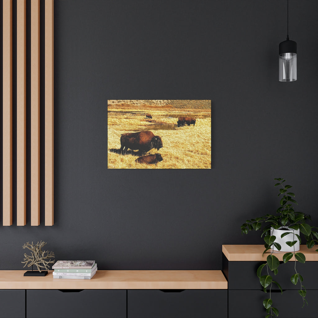 Bison Herd