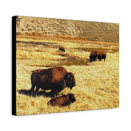Bison in Yellowstone National Park - Wildlife Canvas Art Print, Rustic Home Decor, Nature Wall Art, Bison Artwork, Gifts for Animal Lovers
