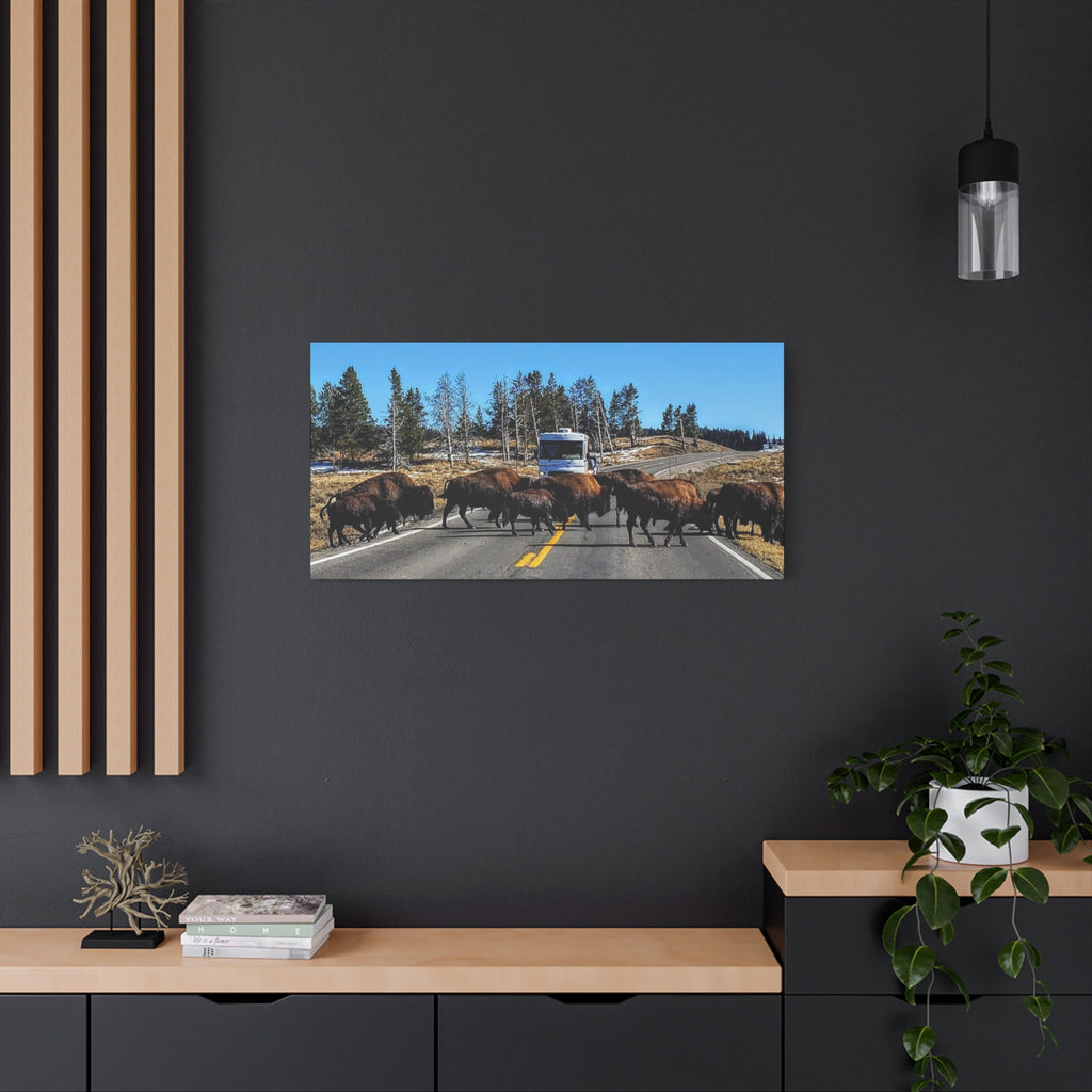 Bison Crossing in Yellowstone
