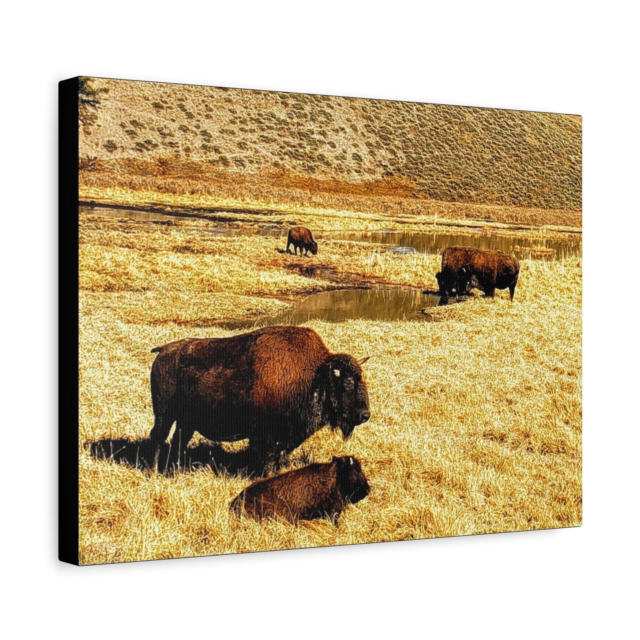 Bison Herd
