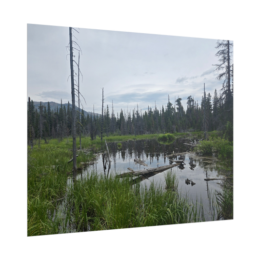 Nature-Inspired Rolled Posters for Home Decor, Perfect for Gifts, Outdoor Enthusiast Art