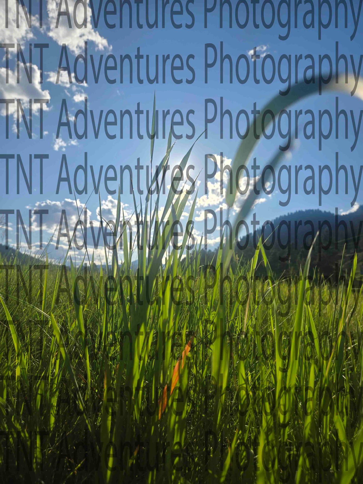 Close-up of green grass with a blue sky in the background (Digital Download)