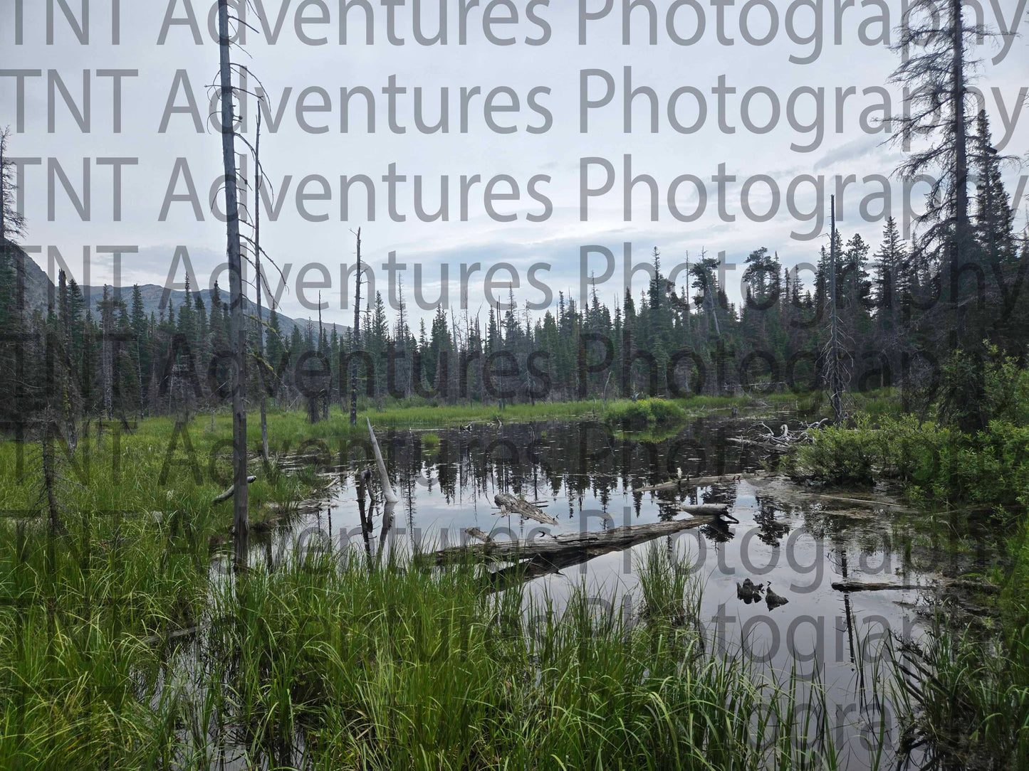 Pond surrounded by trees and grass with a cloudy sky (Digital Download)