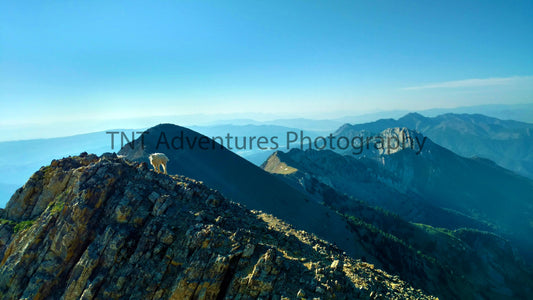 Mountain Goat on Ridge: Majestic Scenery & Wildlife (Digital Download)